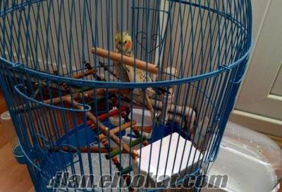 Kafesi ve oyuncakları ile birlikte 7 aylık erkek sultan papağan