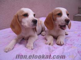 Anne altından elizabet beagle yavrusu