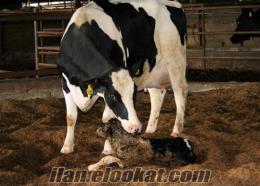 yetiştiriciden satılık süt inekleri gebe düveler ve danalar