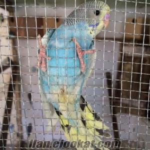 manisa kulada satılık muhabbet kuşları