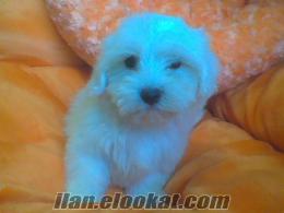 ** BIR BIRINDEN SEVIMLI MALTESE TERRIER YAVRULARI