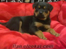 oben pet club'e özel rottweiler yavruları-/-/-/-