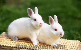 Yavru tavşan(satılık yavru tavşan)petshop lara yavru tavşan