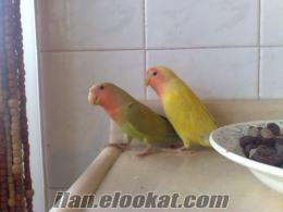 Uzunçiftlikde yavru cennet papağanı 2 adet 1 sarı 1 yeşil