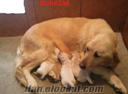 KÜT BURUN KOCA KAFA GOLDEN BEBEKLERİMİZ