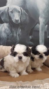 TATLIŞ SHIH TZU YAVRULARIMIZ