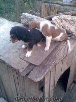 1 aylık beagle yavruları