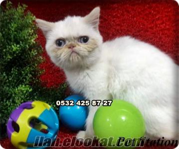 niğde kedi satılık exotic shorthair yavruları