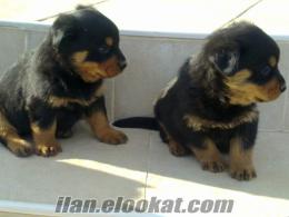 Safkan Kocabaş Rottweiler Yavruları