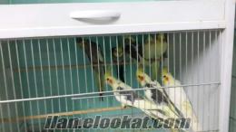 6 çift sultan papaganı