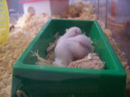 İzmir den Albino Hamster yavruları...