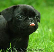 ***İ LOVE ALL PETS*** SİYAH PUG BEBEKLER***