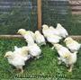 türkiyedi en kaliteli brahma tavuklarının civciv ve yumurtaları