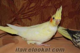 satılık 3 aylık lutino evcıl sultan papağanı