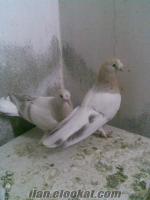 istanbulda sahibinden satılık güvercin