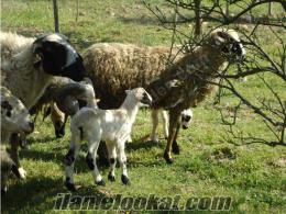Satılık Sakız Koyunları