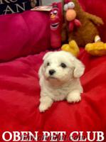 ** MALTESE TERRIER YAVRULARI ** OBEN PET CLUB***