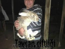 satılık dev tavşan yavruları