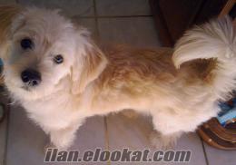 ankarada sahibinden satılık 9 aylık erkek maltese terrier