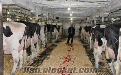 buzalı süt inekleri akaylar besi çifliği buzalı süt inekleri ve gebe düveler satılık