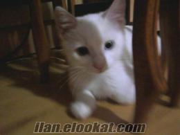 rizede satılık kedi Rizede yaşayanlar 3 Aylık yavru Ankara Kedisi