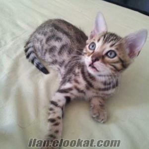 erkek bengal kedisi Satılık Bengal Kedisi / İlani Okumadan Arama !