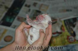 Baby Face Golden Retriever Anne Altından Seçme İmkanı