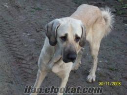 Satılık kangal yavruları