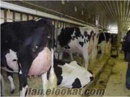 sahibinden satılık süt inekleri