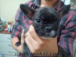 french bulldog SATILIKTIR.