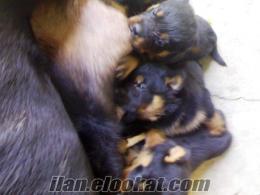 satılık rottweiler yavruları son !!..2 adet dişi 200 ytl..!!