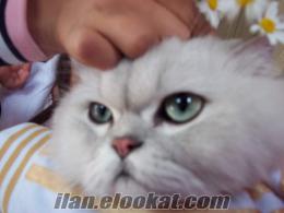 satılık chinchilla (iran) kedi