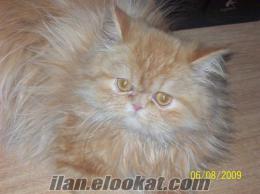 İstanbul Beylikdüzünde satılık iran kedisi