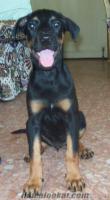 1 dişi 1 erkek SATILIK DOBERMAN ADANA