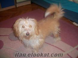 izmir karşıyakada satılık terrier 0