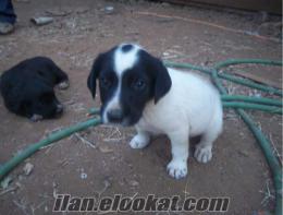 denizlide haziran 2011 doğumlu 4 adet pointer cinsi köpek satılık.