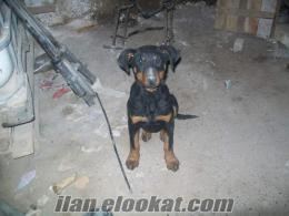 3 aylık orjinal dişi doberman