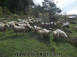 karayaka koyun 110 koyun 100 kuzu 13 koç