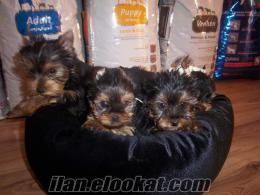 Yorkshire Terrier YAVRULARI ! PETONYA