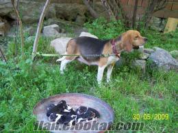 kopay beagle