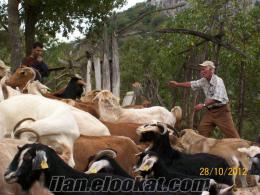 zana keçi çanakkalede satılık keçi sürüsü