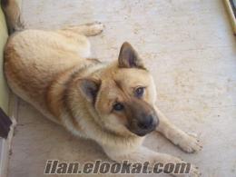 Adanada Kaçırılan köpeğim Sezar kayıp