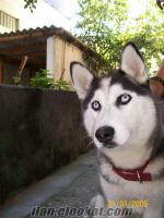 Husky ( Sibirya Kurdu ) 3 Aylık Aşıları Tam İstanbul Satılık 200 TL.