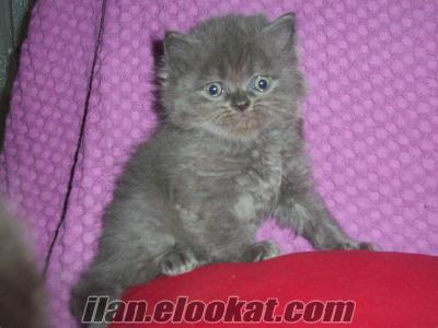 Kocaeli de safkan orjinal scottish fold scotish straigt yavrular