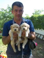 bebk yüzlü golden retriever yavruları