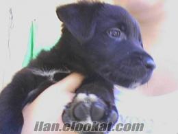 GOlden Labrador kırması, 1, 5aylık, siyah.(70ytl)