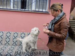 white terrier, Kocaeli'de sahibinden satılık