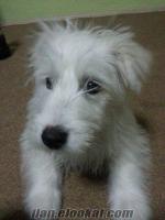 Acil Satılık West Highland Beyaz Terrier