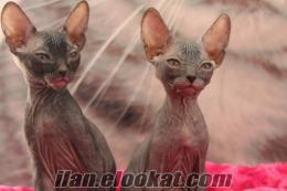 SATILIK SPHYNX SFENKS YAVRULARI PETONYA PETSHOP