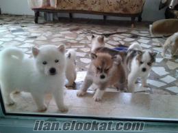 safkan akita inu yavruları